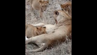 Msuthlu Lion Pride with Cubs  18 September 2024 [upl. by Vano631]