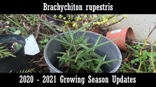 Brachychiton rupestris 20202021 update [upl. by Thetis]