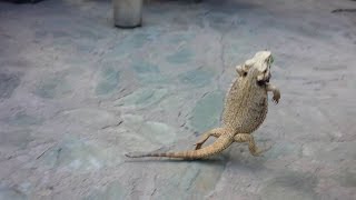 Bearded dragon running on two legs [upl. by Annahtur539]