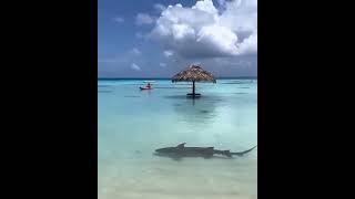 Mysterious sharks lurking in Fakarava  Globe Trotters Travel [upl. by Marcoux]