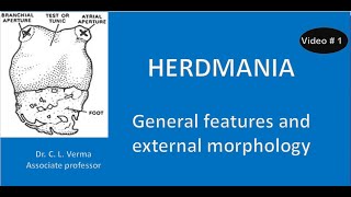 General features and external morphology of Herdmania [upl. by Linda]