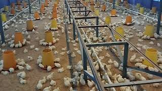 Brooding ayam Broiler umur 4 hari BW 121 gram [upl. by Auos]