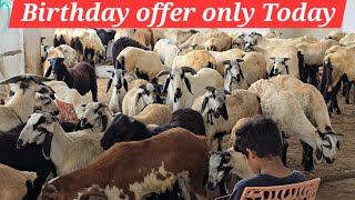 Birthday Offer only Today on Qurbani ke Saste bakre in Attapur  Ongole sheeps lot available in Hyd [upl. by Cacilie]