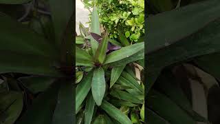 Rhoeo plant videos shorts garden plants [upl. by Darom]