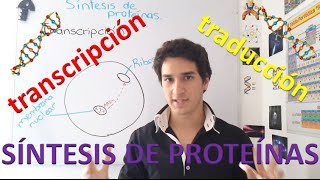 Síntesis de proteínas Transcripción y traducción Nivel principiante [upl. by Faye]