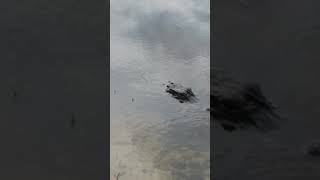 Orange lake resort Orlando alligators [upl. by Isaacson]