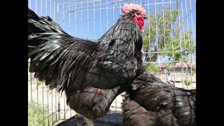 Australorp Tavuk Özellkleri ve HorozuAustralorp chıcken [upl. by Namyac]