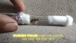 Camponotus floridanus New colony founding stage [upl. by Ahselyt]