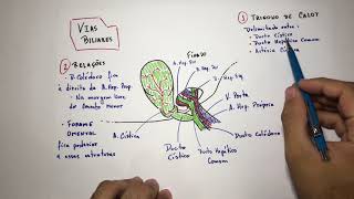 Vias Biliares vesícula biliar  Anatomia Em 3 Min [upl. by Farnham]