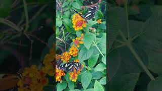 Botanical Garden in Copenhagen  Butterfly veil headband [upl. by Oinotnas251]