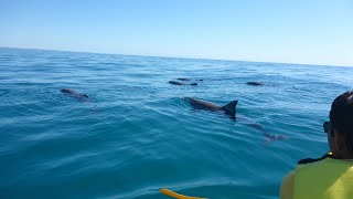 Dolphin View Sea Kayak Tour  Noosa to Double Island Point [upl. by Jilli]