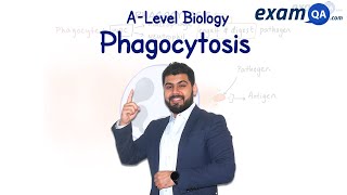 Phagocytosis  ALevel Biology [upl. by Enneire]