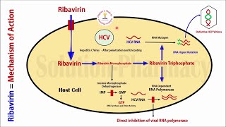 Topic 48 Antiviral Drugs  Ribavirin Anti Hepatitis C Virus Drug  Mechanism of Action  Antiviral [upl. by Lehar468]