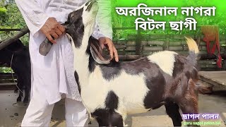 অরজিনাল নাগরা বিটল ছাগী আল আমিন শেখ ছাগলের খামার nagra bitol sagol [upl. by Elisha]