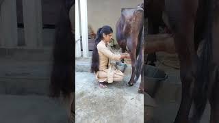 Cow 🐄 milking by beautiful girl 👧 cow animals cowmilkingbyhand [upl. by Nahsed672]