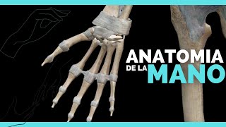 ✅ANATOMIA DE LA MANO  TODOS SUS HUESOS  Anatomia en Enfermeria [upl. by Caundra]