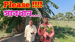 ঠকে যাওয়ার হাত থেকে বাঁচতে চারার জালিয়াতি বন্ধ করুন All time Jackfruit plant [upl. by Adniles]