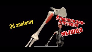 Клювовидноплечевая мышца 3d anatomy MUSCLE MOTION [upl. by Nnayelsel675]