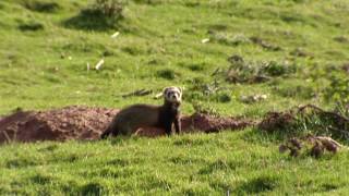 Rabbit hunting with ferrets  Shooting rabbits in Scotland  Ultimate Hunting [upl. by Aon]