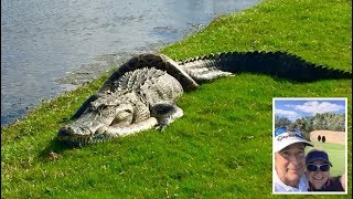 Alligator And Python Get Tangled In The Middle Of Florida Golf Course [upl. by Ieluuk]