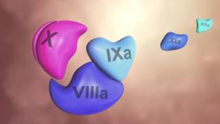 Coagulation Cascade Animation  Physiology of Hemostasis [upl. by Graner653]