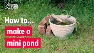 How to make a mini pond in a pot  Natural History Museum [upl. by Ynahteb640]