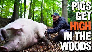 Stoned Pigs In The Woods LOVE Belly Rubs MUST SEE [upl. by Scheider]