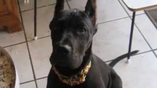 Black Great Dane Puppy From 27 months [upl. by Llehcam]