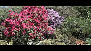 Rhododendrons in the Christchurch Botanic Gardens [upl. by Rosen123]