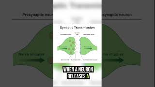 Neuron and Neurotransmitter Basics shorts [upl. by Enneire727]