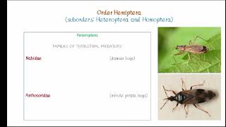 Order Hemiptera [upl. by Denman430]