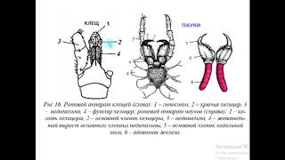 Паукообразные Arachnoidea [upl. by Schrader]