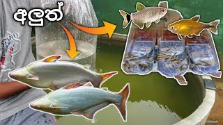 NEW Tetra fish TANK amp Albino SHARKS for the POND  පොන්ඩ් එකට ගෙනාපු කැට්ෆිශ් ටෙට්‍රා ටැංකිය [upl. by Flavius]