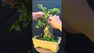 Phiêu Du Bonsai cứu cây Tường Vy nhè đá bị nấm phấn trắng tấn công [upl. by Nangem222]