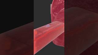 Muscle stem cells  Satellite cells heal muscle fibers [upl. by Mohandis]