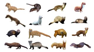 Species of Mustela Genus Weasels  Types of Weasels weasel stoat [upl. by Yra]