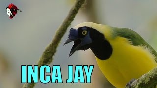 Inca Jay  Cyanocorax yncas yncas  Biodiversity Shorts 131 [upl. by Vinny537]