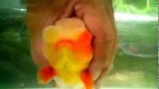 Oranda Ranchu an amazing goldfish crossbreeding [upl. by Akyre861]