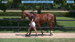 Lot 417  Santono Aladdin JPN x Nancy Spain NZ  Colt [upl. by Kelby]