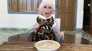 Monkey Poor obediently waits to enjoy the vegetable porridge [upl. by Isleen699]