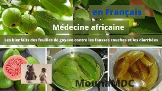 Médecine africaine les bienfaits des feuilles de goyave contre les fausses couches et les diarrhées [upl. by Lleunamme]