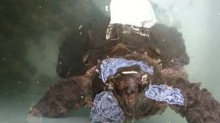 Alligator snapping turtle、ワニガメ餌やり、アジ丸飲み [upl. by Root]