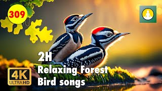 Natural ASMR Birdsong for a Restorative Night  Meditation 309  Meditation and Relaxation [upl. by Lepine]