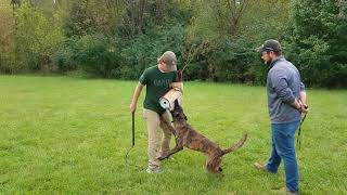 K9 Unleashed Zeke Off Leash Protection Work Protection Dog Sales [upl. by Iveksarap]