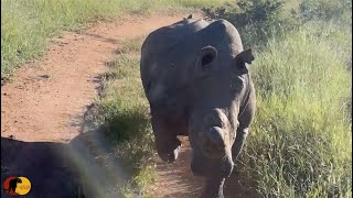 EPIC Rhino Charge Rhino Attacks Safari Vehicle [upl. by Graeme663]