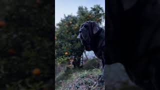 Mastino Napolitano Duny mastinonapoletano mastiff [upl. by Dihahs]