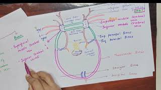 CAVERNOUS SINUS ANATOMY HEAD AND NECKWITH NOTESIN TAMIL [upl. by Assenahs618]