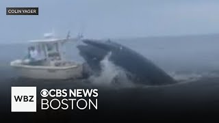 Whale capsizes boat off coast of New Hampshire [upl. by Ankney]