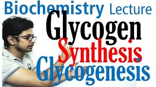 Glycogen synthesis  glycogen metabolism lecture 1 [upl. by Bast300]