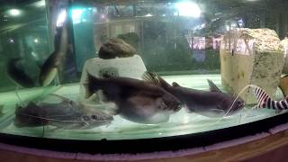 9quot Gulper swallowed 9quot fourline pim catfish tank 65 240 gal Dec 2 2017 [upl. by Astri]